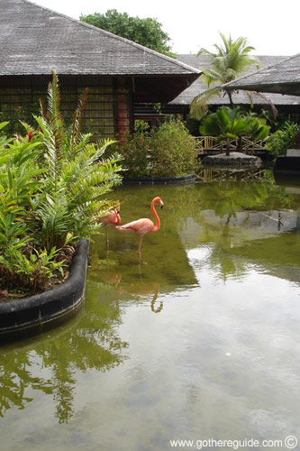 Paradisus Punta Cana Flamingos