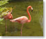 Paradisus Punta Cana Flamingos