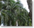 Paradisus Punta Cana grounds