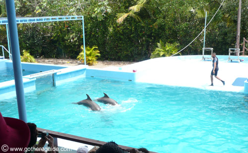 Manati Park Dominican Republic Dolphin Show
