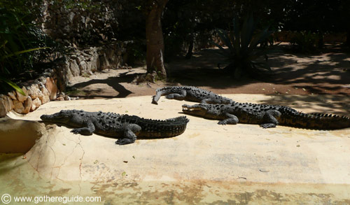 Manati Park Dominican Republic Crocodiles