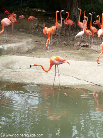 Manati Park Dominican Republic Flamingos