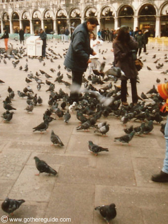 San Marco Pigeons