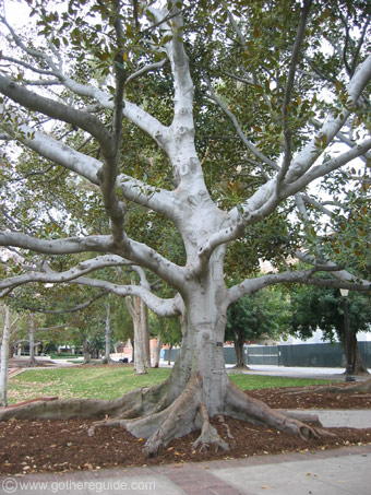 UCLA ficus trees