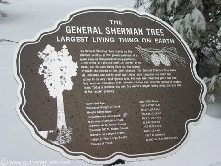 General Sherman tree Sequoia Park
