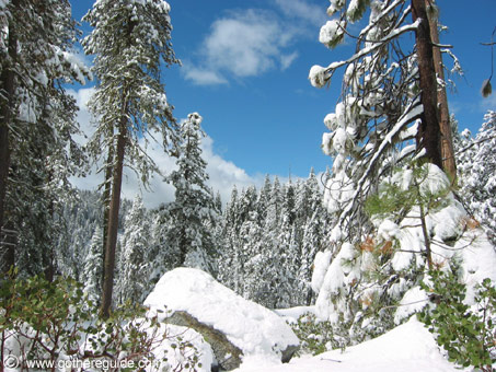 Sequoia Park California