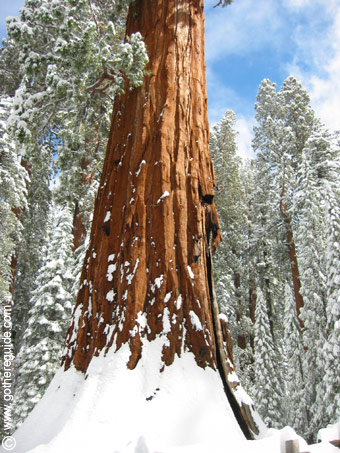 Sequoia Park California